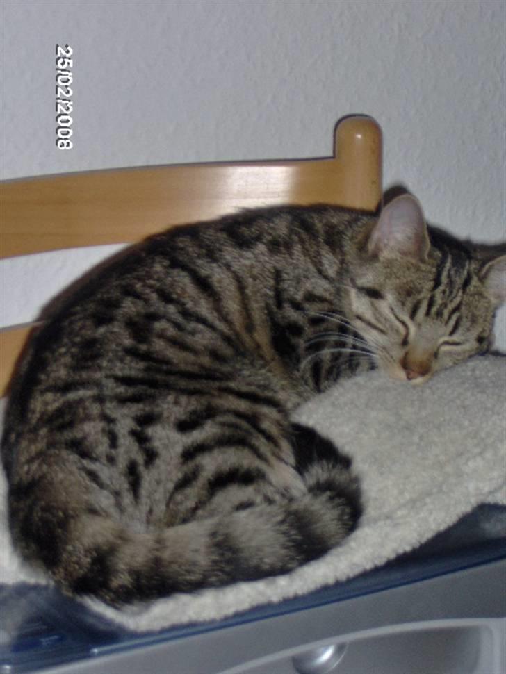 Huskat tulle mus - her sov jeg godt... billede 2