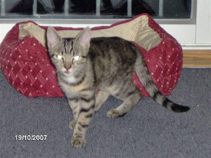 Huskat tulle mus - kan du se at kom væk,,,,, billede 3