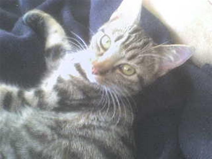 Huskat tulle mus - ja jaaaa se dig mus billede 4