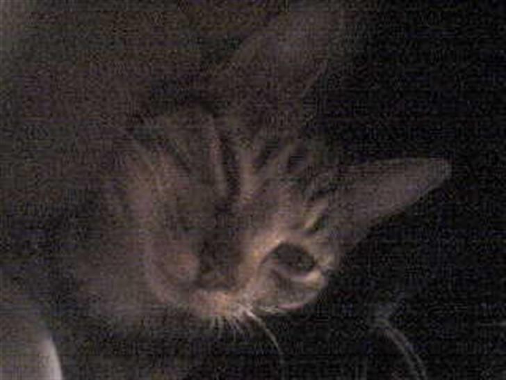 Huskat tulle mus - hvad så du.............! billede 5