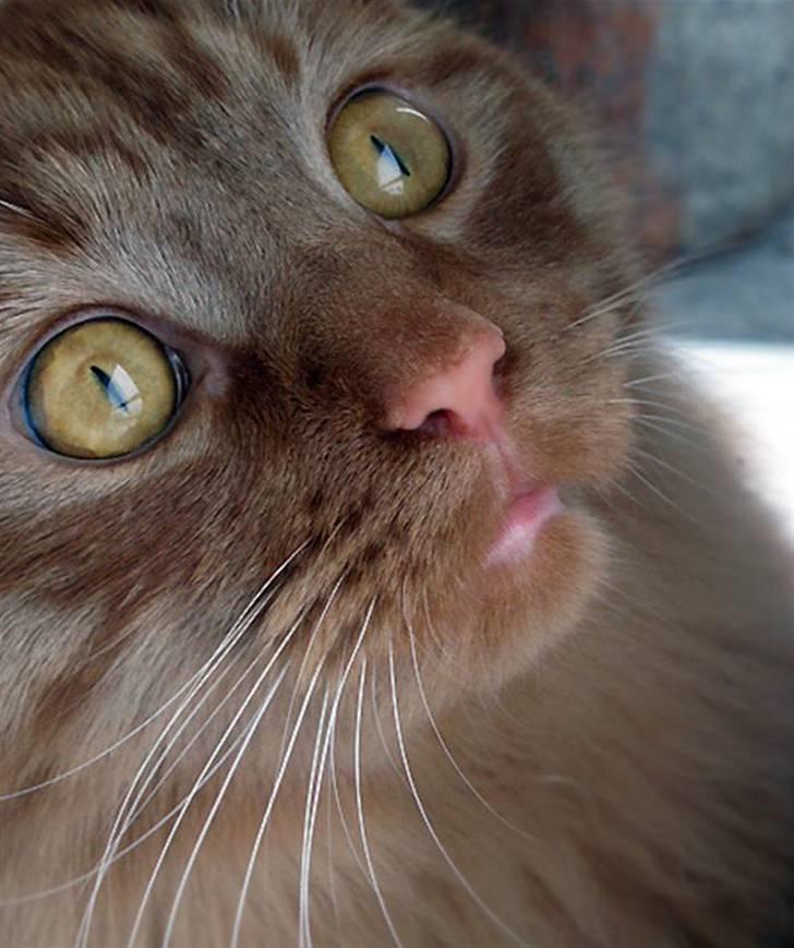 Maine Coon | Jaffe billede 11