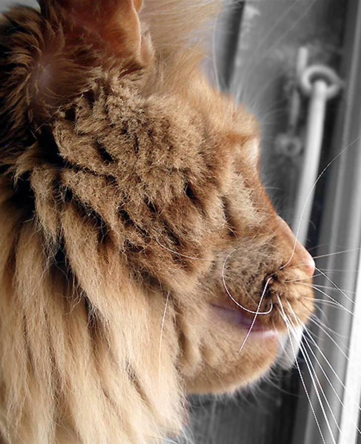 Maine Coon | Jaffe billede 12