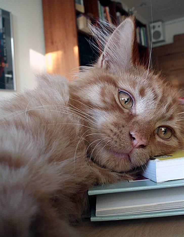 Maine Coon | Jaffe billede 13