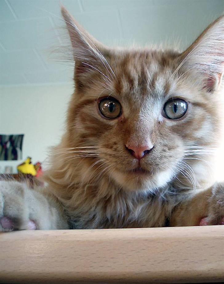 Maine Coon | Jaffe billede 14