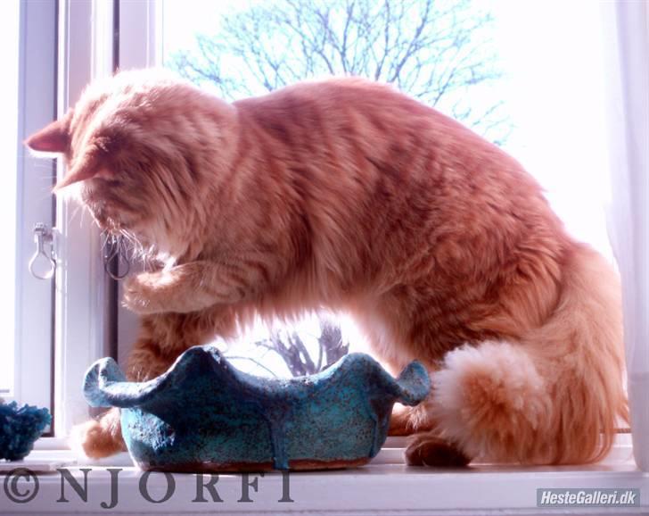 Maine Coon | Jaffe billede 15