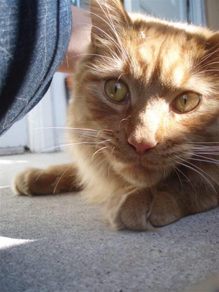 Maine Coon | Jaffe billede 16