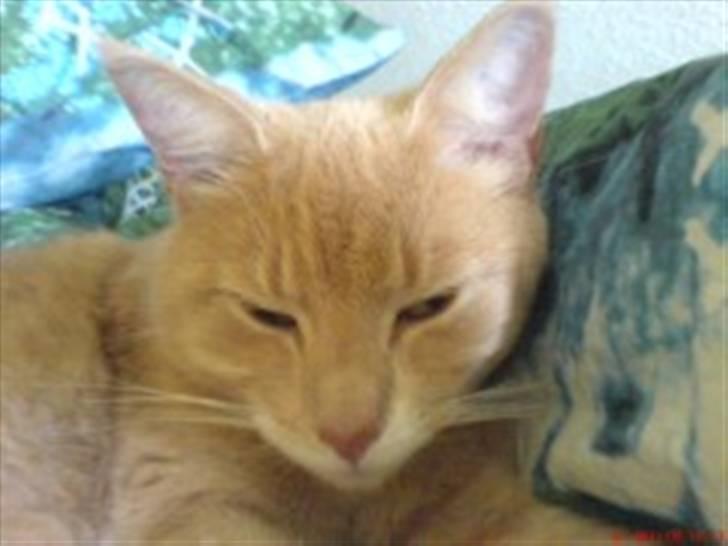 Huskat Lille Bjørn(L) billede 6