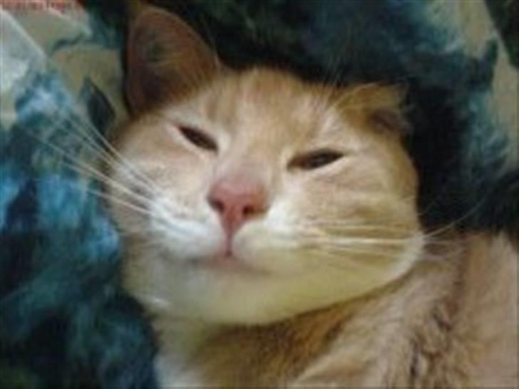 Huskat Lille Bjørn(L) billede 7