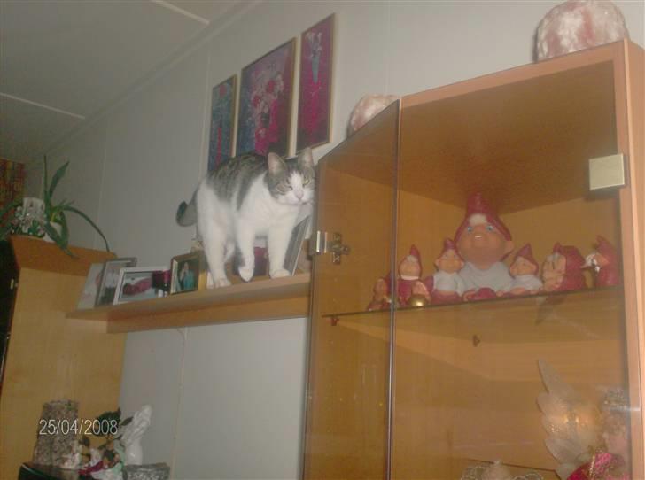 Blanding af racer Blacki billede 11