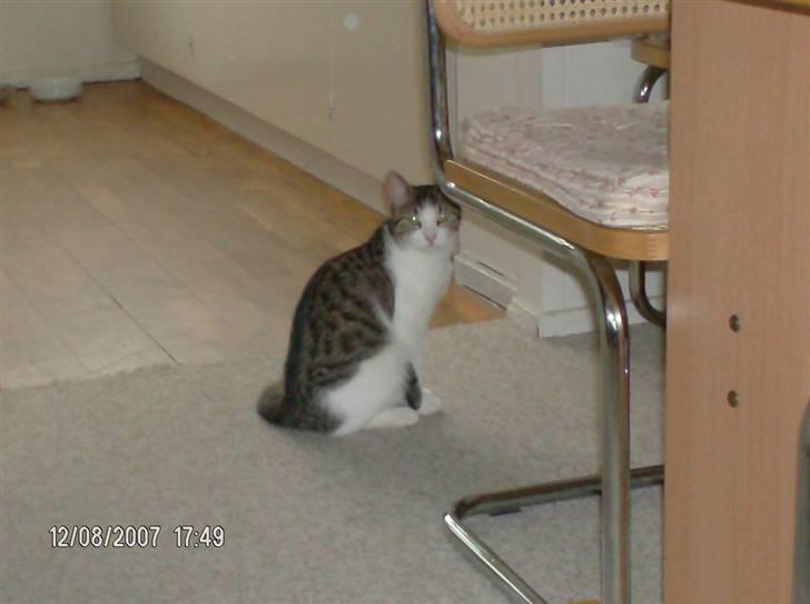 Blanding af racer Blacki billede 12