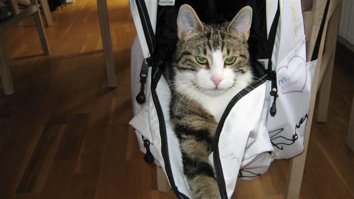 Huskat Tulle  - haha. hun sidder i min skoletaske (: billede 18