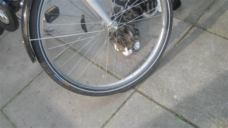 Huskat Tulle  - hun ligger bag cykelhjulet (: billede 19