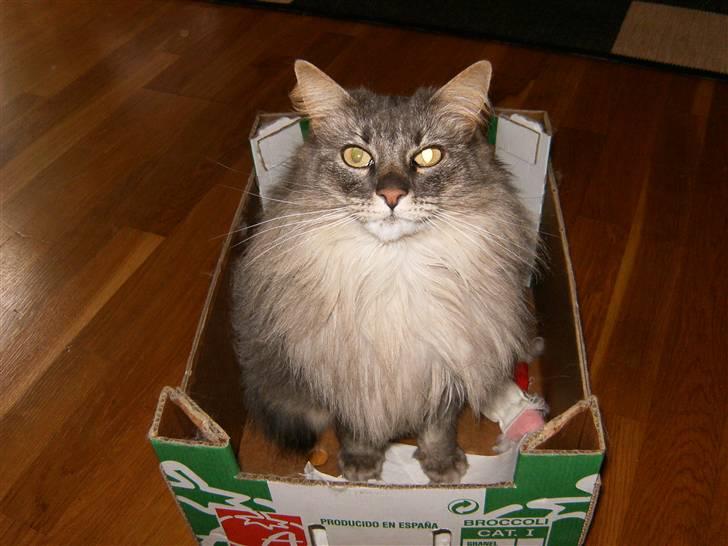 Norsk Skovkat Effi R.I.P  billede 7