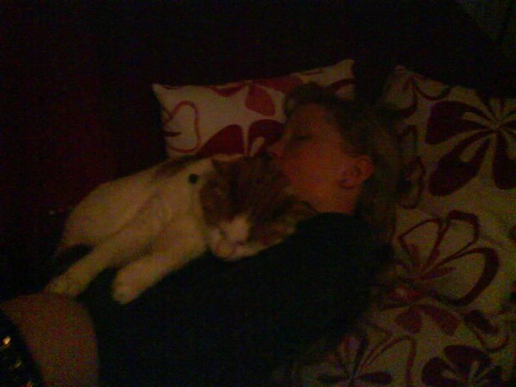 Huskat Kipper billede 16