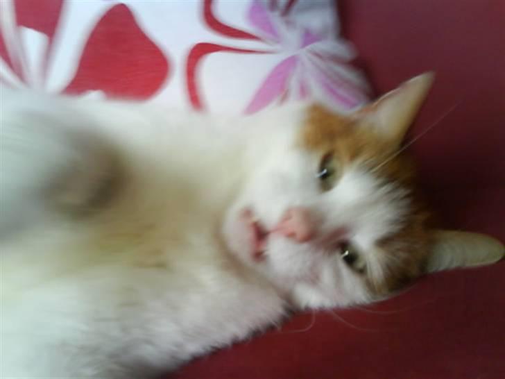 Huskat Kipper - Du kan lige vove på at flytte mig!  billede 17