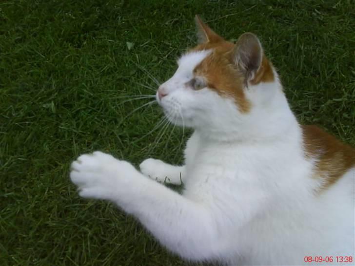 Huskat Kipper - det der slipper du ikke afsted med billede 18