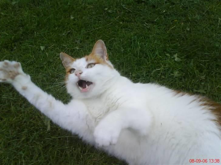 Huskat Kipper - ha, nu har jeg dig! billede 19