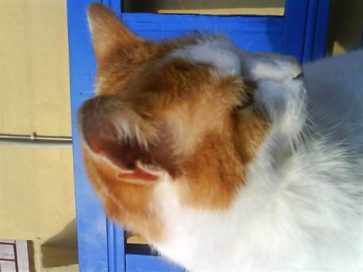 Huskat Kipper - arhh, dejlig sommerdag på taressen billede 20