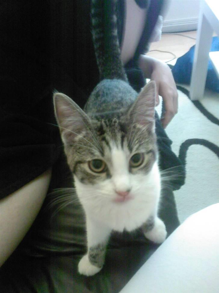 Huskat Civic - Står og kigger så sødt. billede 1