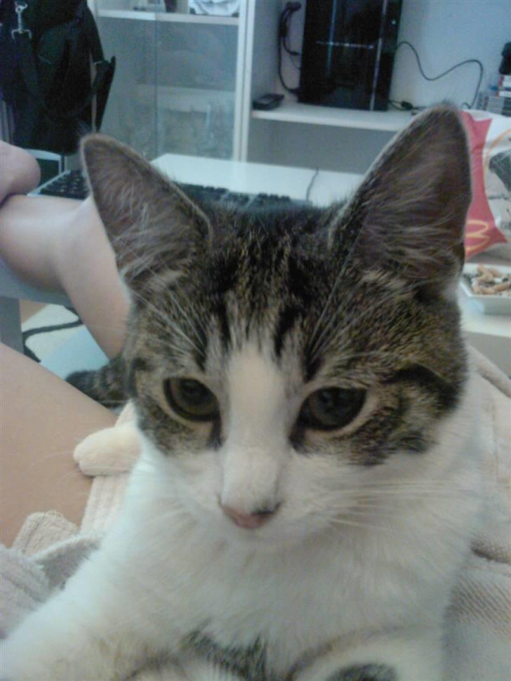 Huskat Civic billede 2