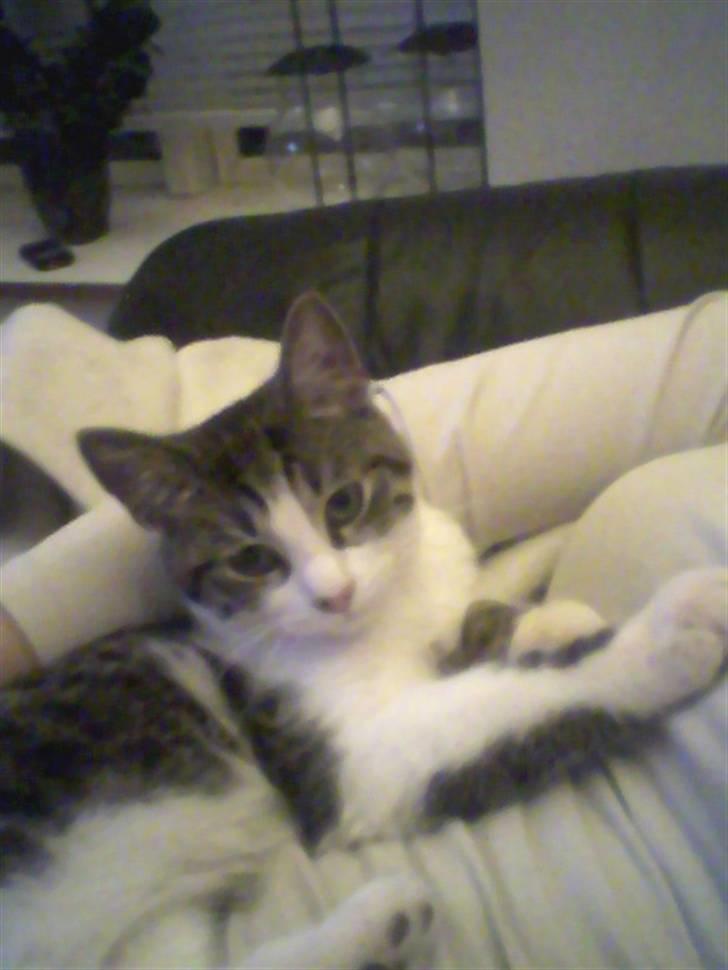 Huskat Civic billede 3