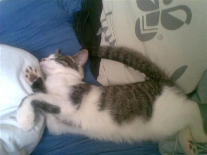 Huskat Civic - Der har Civic så overtaget fars plads :) billede 4