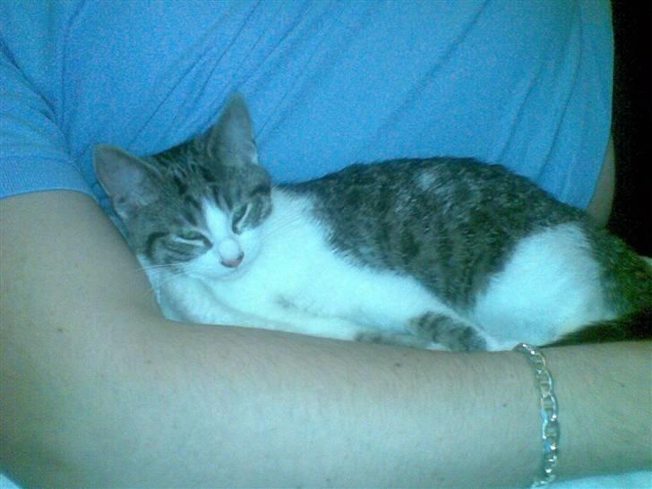 Huskat Civic billede 5