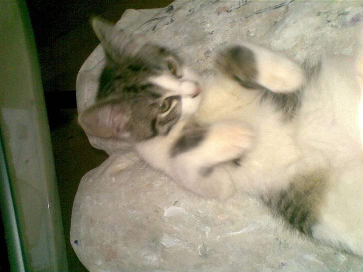 Huskat Civic billede 6