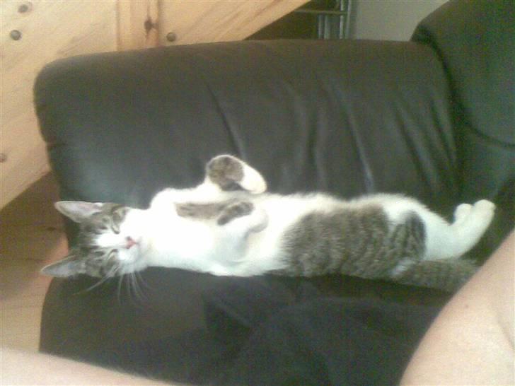 Huskat Civic billede 7