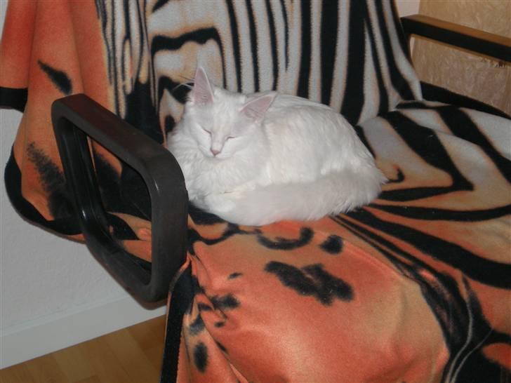 Maine Coon miss mia coons Zalsa - der er bare noget over fars stol. billede 11