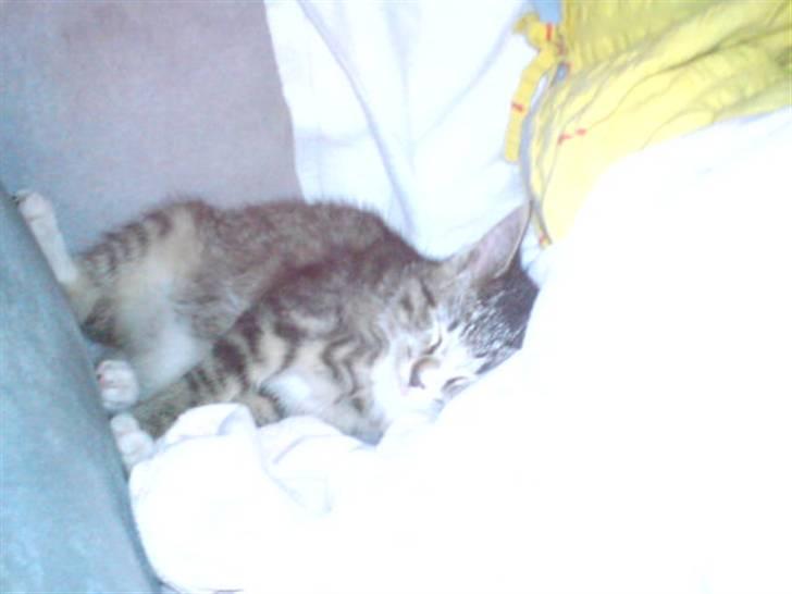 Huskat Baby billede 3