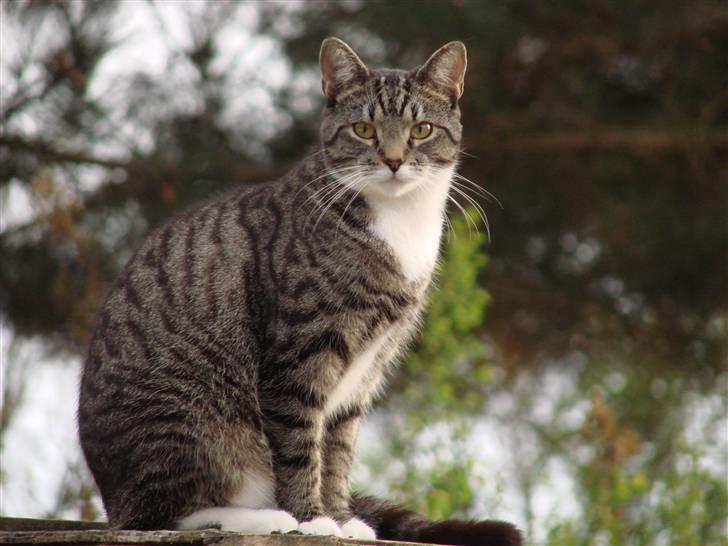 Huskat Luske billede 12