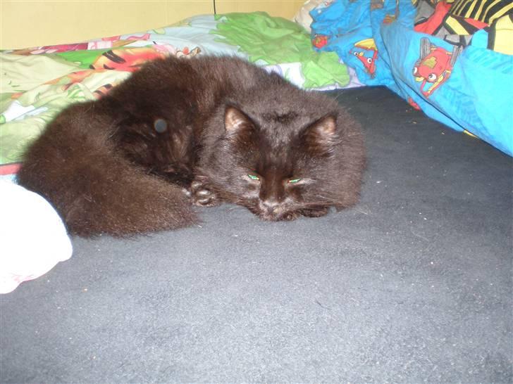 Norsk Skovkat Frederik R.I.P billede 1