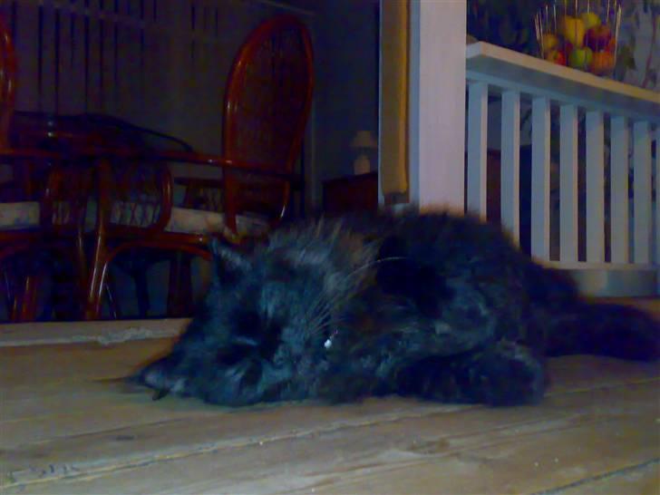 Norsk Skovkat Frederik R.I.P billede 2