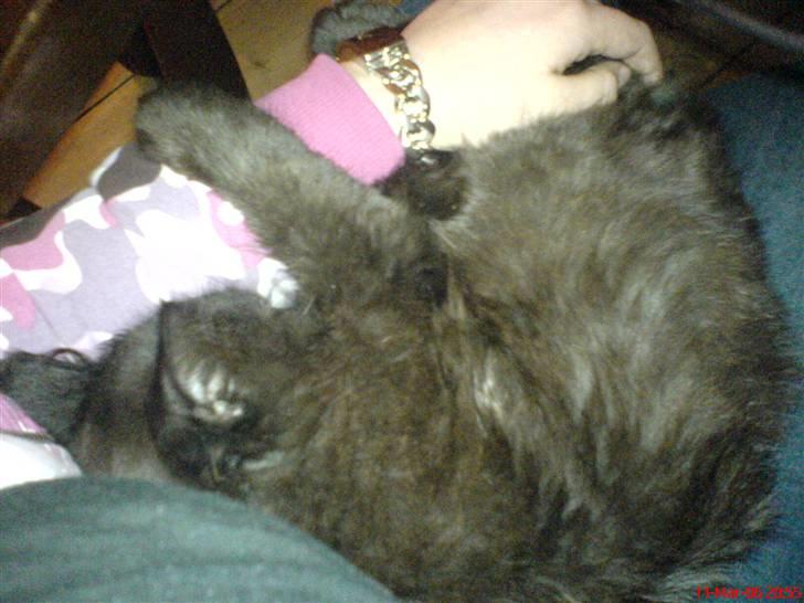 Norsk Skovkat Frederik R.I.P billede 3