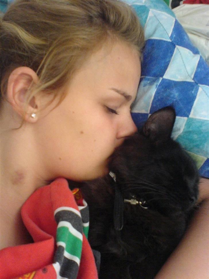 Norsk Skovkat Frederik R.I.P billede 4