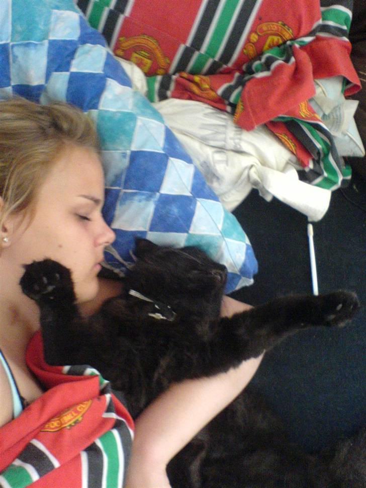 Norsk Skovkat Frederik R.I.P billede 5