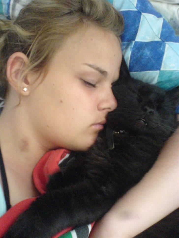 Norsk Skovkat Frederik R.I.P billede 6