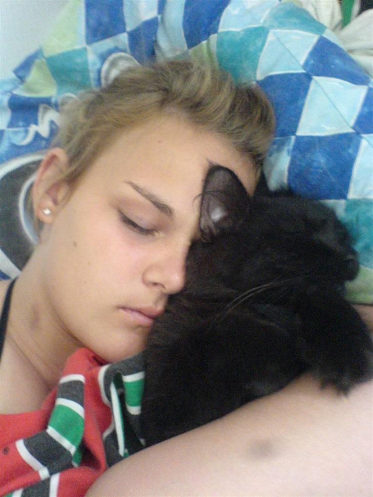 Norsk Skovkat Frederik R.I.P billede 7