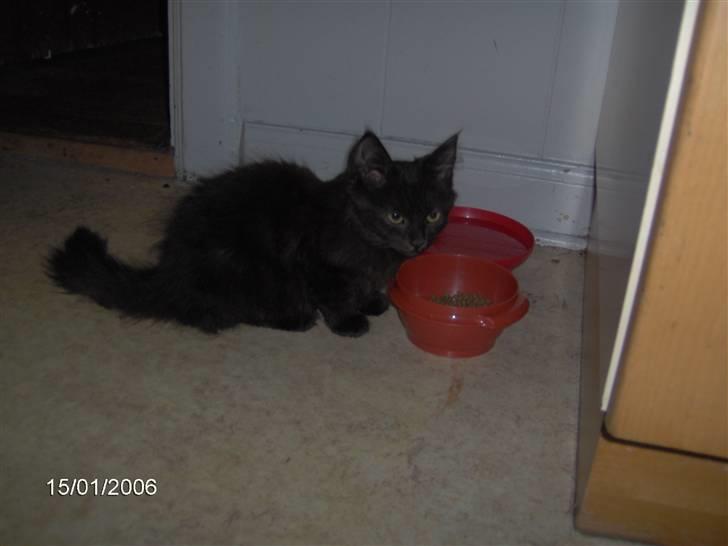 Norsk Skovkat Frederik R.I.P billede 8