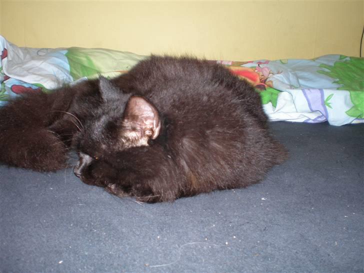 Norsk Skovkat Frederik R.I.P billede 9