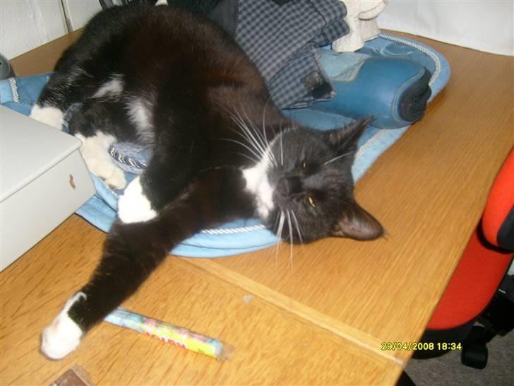 Blanding af racer Lullu (Død) :'( - Hygge ! Lige ligge i alle simones ting der flyder :P billede 12