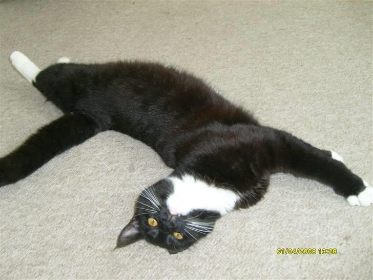 Blanding af racer Lullu (Død) :'( - Ja! Ligeså fræk, hurtig og legesyg du kan være om dagen.. Ja, ligeså kælen og pussenusse kan du være om aften! Elsker diig kat :D billede 13