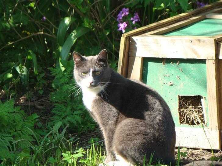 Huskat "lille" Mis billede 1