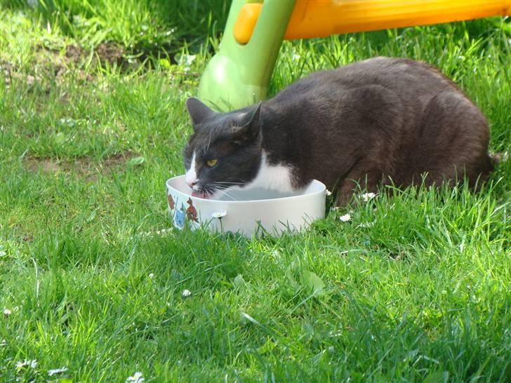 Huskat "lille" Mis billede 2