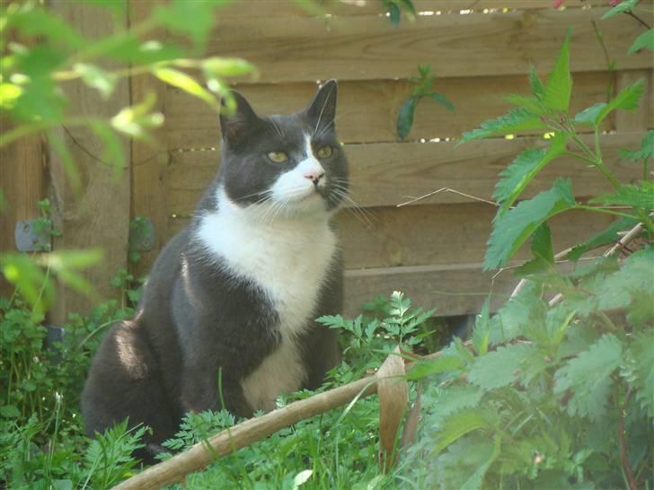 Huskat "lille" Mis billede 3