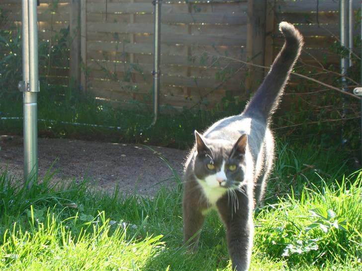 Huskat "lille" Mis billede 4