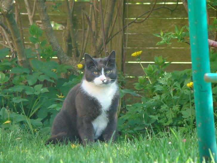 Huskat "lille" Mis billede 5