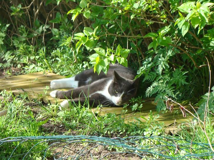 Huskat "lille" Mis billede 6