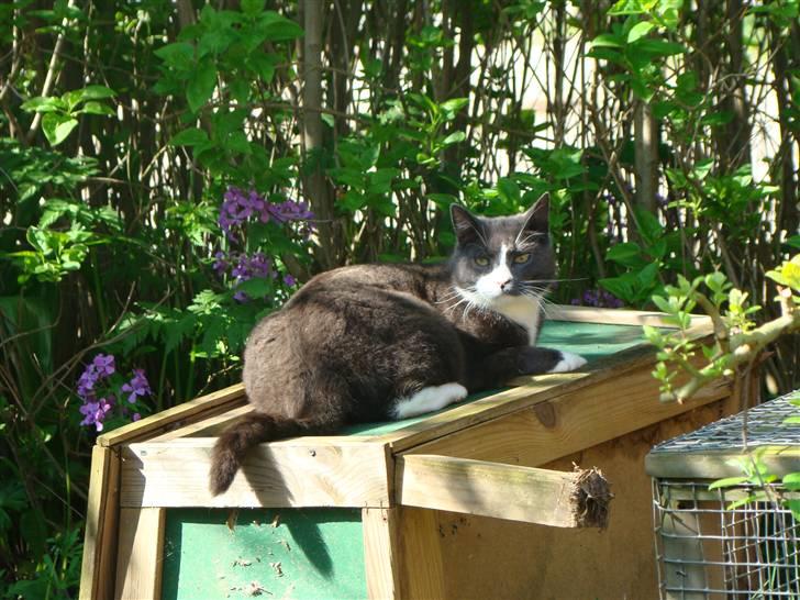 Huskat "lille" Mis billede 7